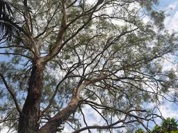 Arborist – Expert Tree surgeons