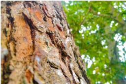 Early Signs of Tree Trouble: What  to Look For