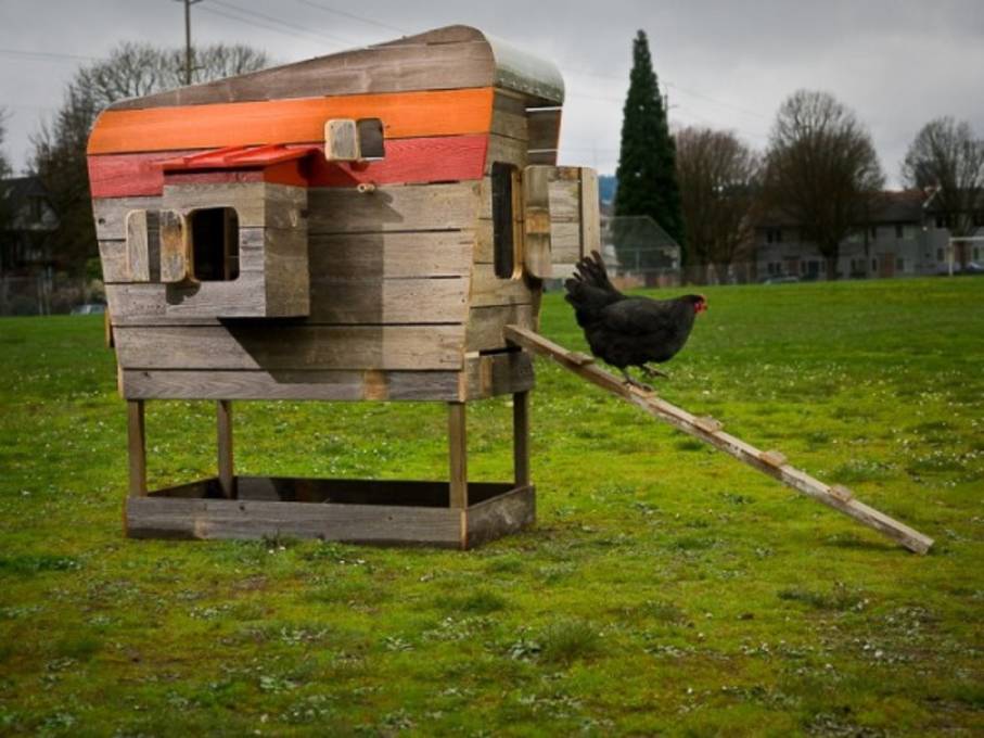 Chook Penthouse