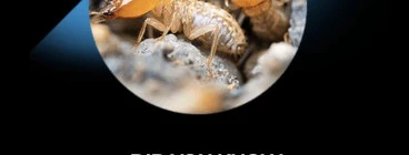Combined Termite Inspection and Pest Control, Save $50 Miami Pest Control Contractors &amp; Services