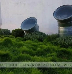 10 x 100mm pots Zoysia Tenuifolia Killara Garden Pots &amp; Plants
