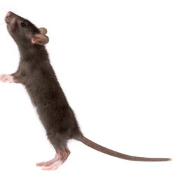 $AVE $50 ON RODENTS Blacktown Pest Control Contractors &amp; Services