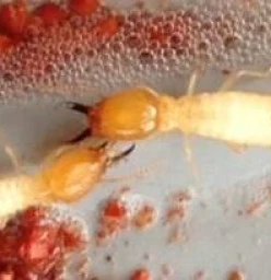 FREE Termite Risk Assessment Blacktown Pest Control Contractors &amp; Services