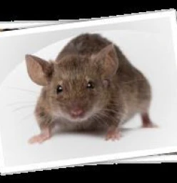 Rodent Service $130.00 Lisarow Pest Control Contractors &amp; Services