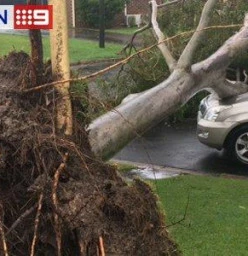Storms on the Gold Coast Wongawallan Arborists &amp; Tree Surgery