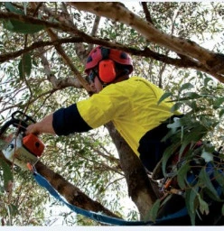 FREE QUOTES Wongawallan Arborists &amp; Tree Surgery