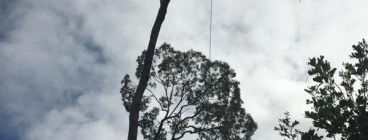 FREE QUOTES Nerang Tree Cutting , Felling &amp; Removal