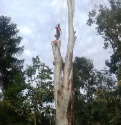 Gold Coast Storms Nerang Tree Cutting , Felling &amp; Removal