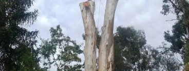 Gold Coast Storms Nerang Tree Cutting , Felling &amp; Removal